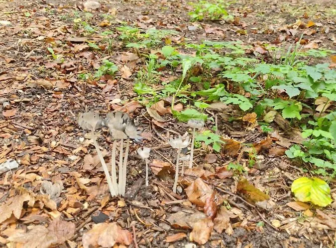 Jagdhaus Auf Dem Forsthof Mit Sauna * Eckartsberga